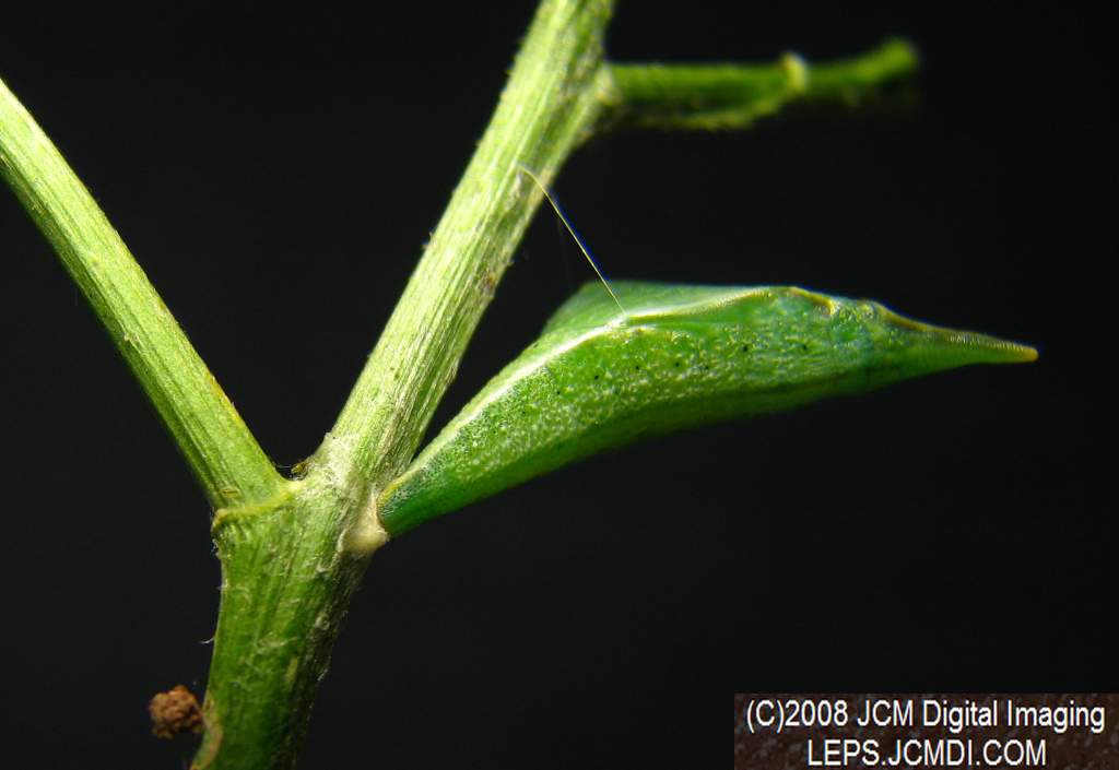 Close-ups of Sara Orange-Tip butterfly pupa, and cremaster attachment